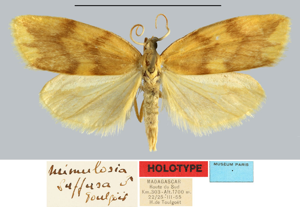 /filer/webapps/moths/media/images/S/suffusa_Mimulosia_HT_MNHN.jpg