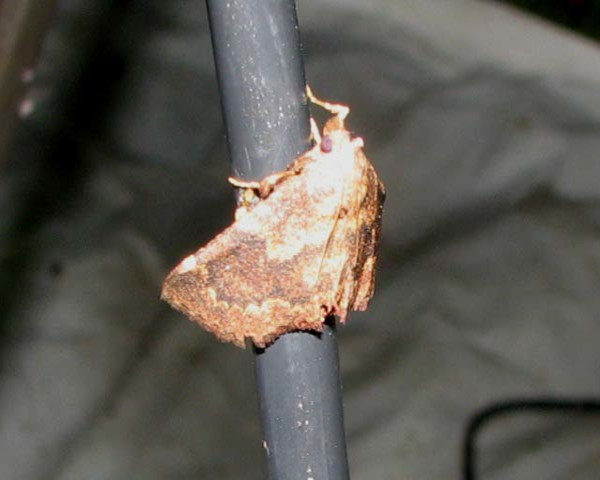 /filer/webapps/moths/media/images/S/suffusalis_Bostra_A_Goff_02.jpg
