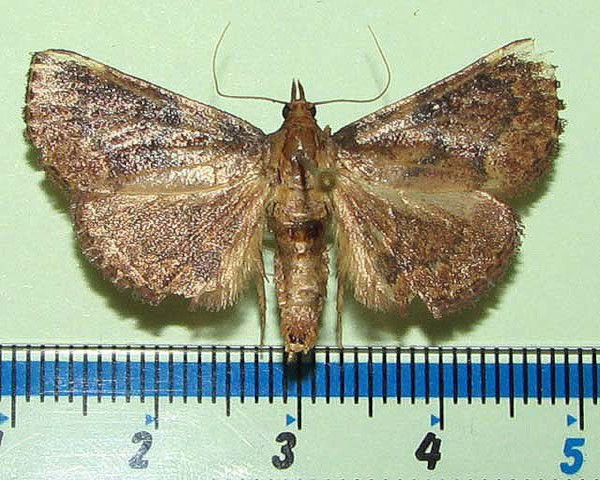 /filer/webapps/moths/media/images/S/suffusalis_Bostra_A_Goffa_01.jpg