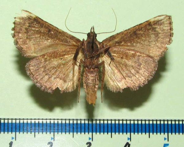/filer/webapps/moths/media/images/S/suffusalis_Bostra_A_Goffb_01.jpg