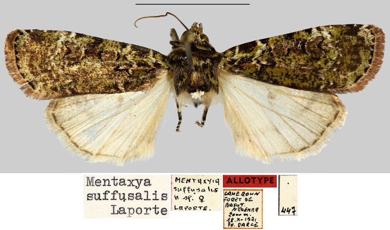 /filer/webapps/moths/media/images/S/suffusalis_Mentaxya_AT_MNHN.jpg