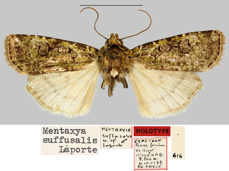 /filer/webapps/moths/media/images/S/suffusalis_Mentaxya_HT_MNHN.jpg