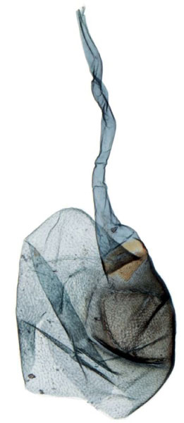 /filer/webapps/moths/media/images/S/suffusalis_Ptychopseustis_GFPT_BMNH.jpg