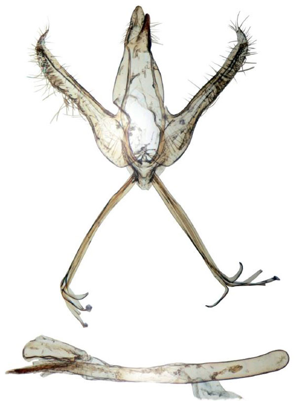 /filer/webapps/moths/media/images/S/suffusalis_Ptychopseustis_GMPT_BMNH.jpg