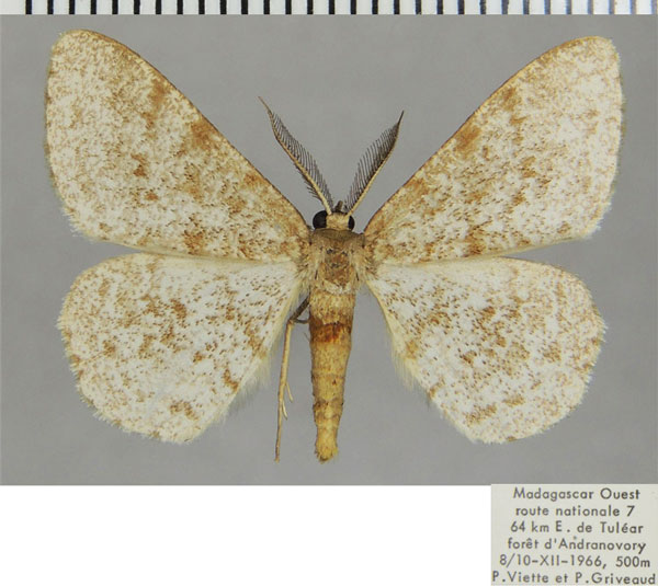 /filer/webapps/moths/media/images/S/suffusata_Colocleora_AM_ZSMa.jpg