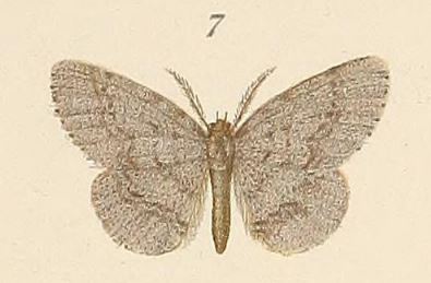 /filer/webapps/moths/media/images/S/suffusata_Hypochrosis_HT_Voeltzkow_6-07.jpg