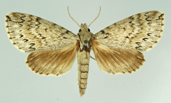 /filer/webapps/moths/media/images/S/suffuscus_Malgassoclanis_AM_Basquin.jpg