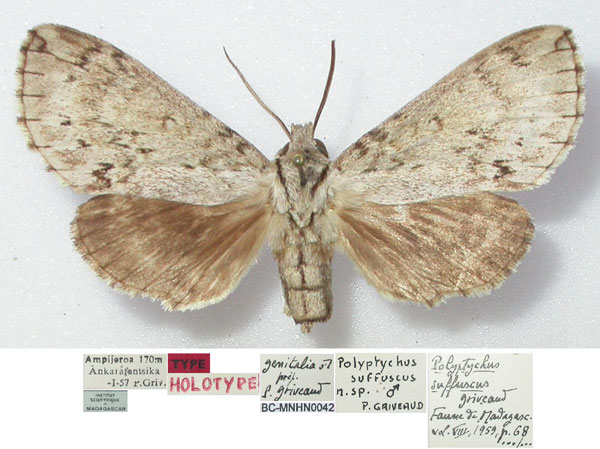 /filer/webapps/moths/media/images/S/suffuscus_Polyptychus_STM_MNHN.jpg