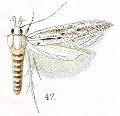 /filer/webapps/moths/media/images/S/suffusellus_Megacraspedus_HT_Walsingham_5-47.jpg