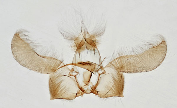 /filer/webapps/moths/media/images/S/suffusicosta_Phalarocarpa_GMHT_NHMO_2760.jpg
