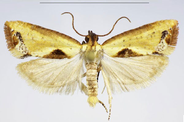 /filer/webapps/moths/media/images/S/suffusicosta_Phalarocarpa_PTM_NHMO_WEK8kWM.jpg