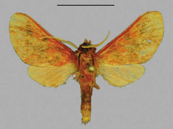 /filer/webapps/moths/media/images/S/sulaki_Mecistorhabdia_HT_MWM.jpg