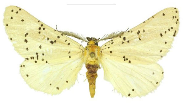 /filer/webapps/moths/media/images/S/sulaki_Nothabraxas_HT_ANHRT.jpg