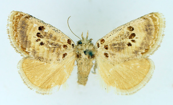 /filer/webapps/moths/media/images/S/sulcata_Lepidorytis_AF_TMSA.jpg