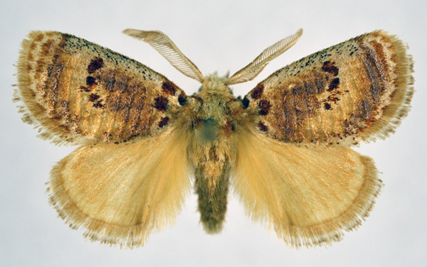 /filer/webapps/moths/media/images/S/sulcata_Lepidorytis_AM_NHMO.jpg