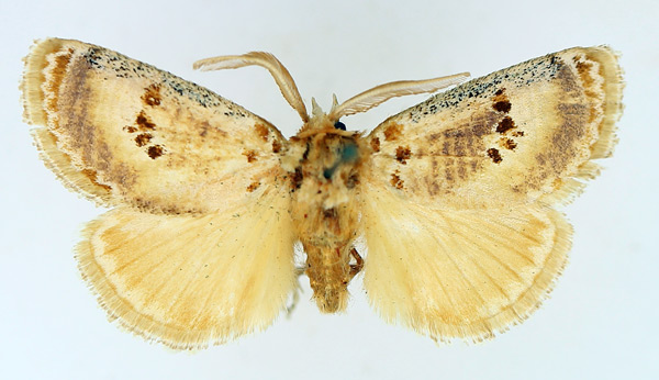 /filer/webapps/moths/media/images/S/sulcata_Lepidorytis_AM_TMSA.jpg