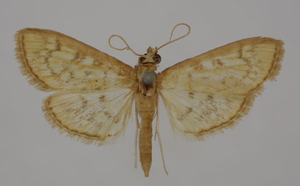 /filer/webapps/moths/media/images/S/sulphureotincta_Syllepte_HT_BMNH.jpg