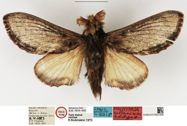 /filer/webapps/moths/media/images/S/sultani_Pachypasa_HT_NHMUK.jpg