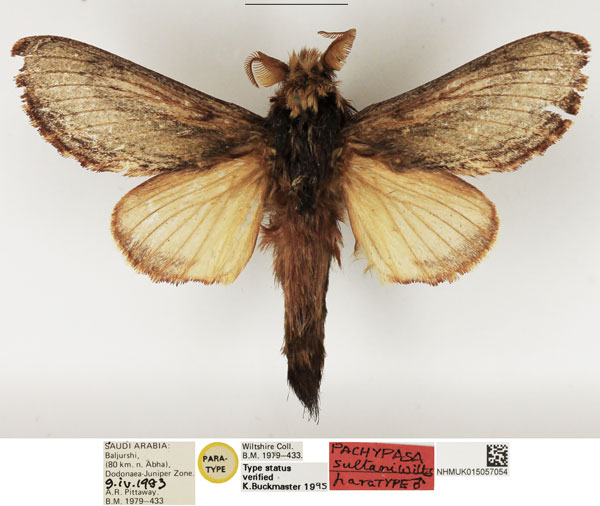 /filer/webapps/moths/media/images/S/sultani_Pachypasa_PTM_NHMUK.jpg