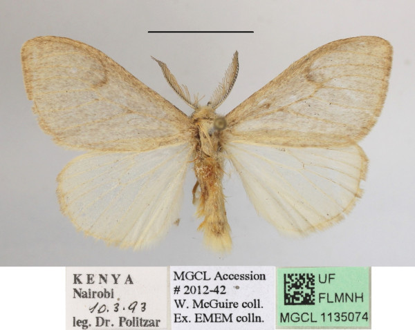 /filer/webapps/moths/media/images/S/summissa_Stracena_AM_MGCLa_02.JPG