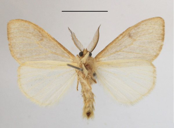 /filer/webapps/moths/media/images/S/summissa_Stracena_AM_MGCLb_01.JPG