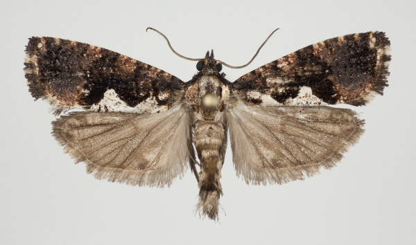 /filer/webapps/moths/media/images/S/sundi_Dracontogena_AM_KSund_01.jpg