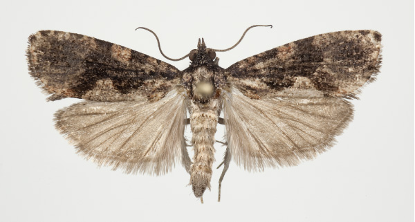 /filer/webapps/moths/media/images/S/sundi_Dracontogena_HT_KSund_01.jpg