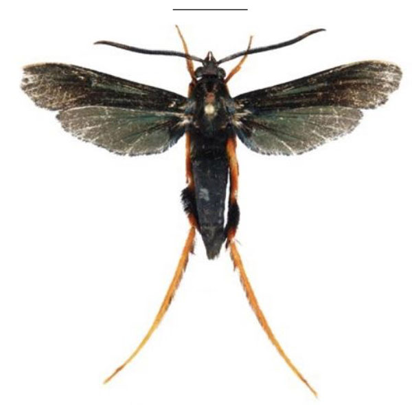 /filer/webapps/moths/media/images/S/superba_Cicinnoscelis_HT_SMNSa.jpg