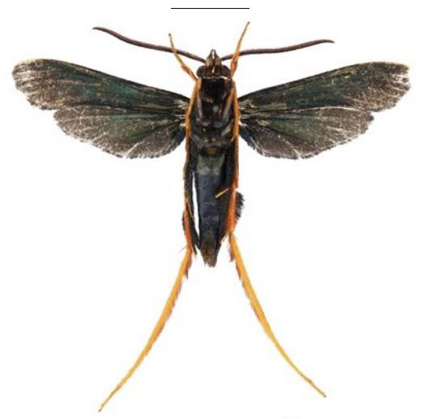 /filer/webapps/moths/media/images/S/superba_Cicinnoscelis_HT_SMNSb.jpg