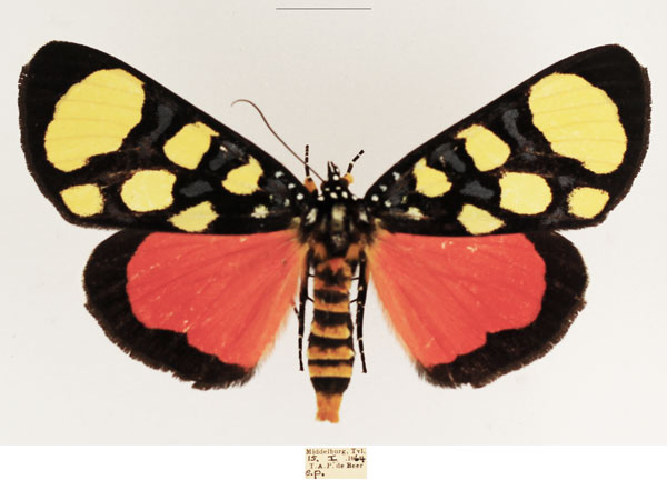 /filer/webapps/moths/media/images/S/superba_Heraclia_AF_TMSA_01.jpg