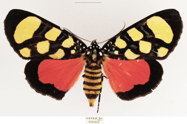 /filer/webapps/moths/media/images/S/superba_Heraclia_AF_TMSA_02.jpg