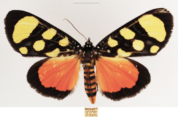 /filer/webapps/moths/media/images/S/superba_Heraclia_AF_TMSA_03.jpg