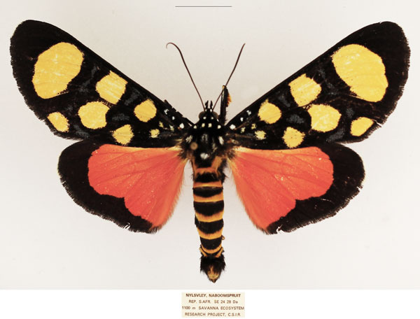 /filer/webapps/moths/media/images/S/superba_Heraclia_AM_TMSA.jpg