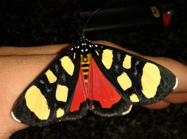 /filer/webapps/moths/media/images/S/superba_Heraclia_A_Heyns_01.jpg