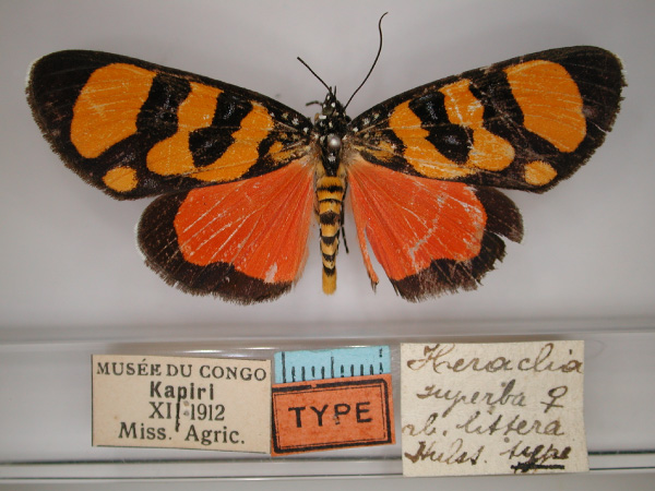 /filer/webapps/moths/media/images/S/superba_Heraclia_A_RMCA_01.jpg