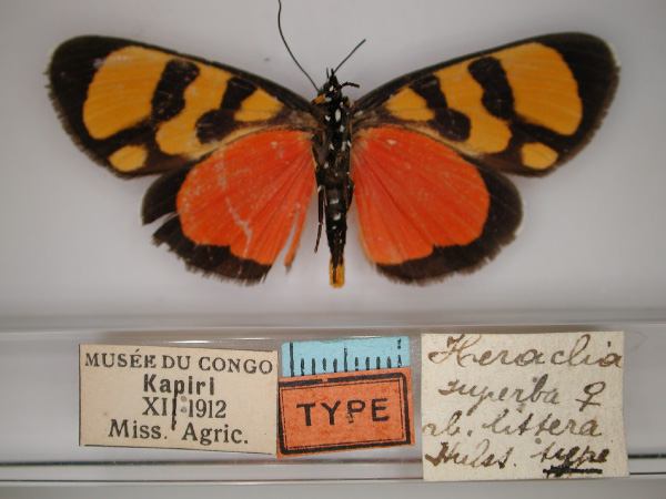 /filer/webapps/moths/media/images/S/superba_Heraclia_A_RMCA_02.jpg