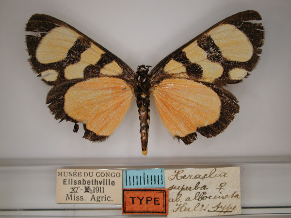 /filer/webapps/moths/media/images/S/superba_Heraclia_A_RMCA_04.jpg