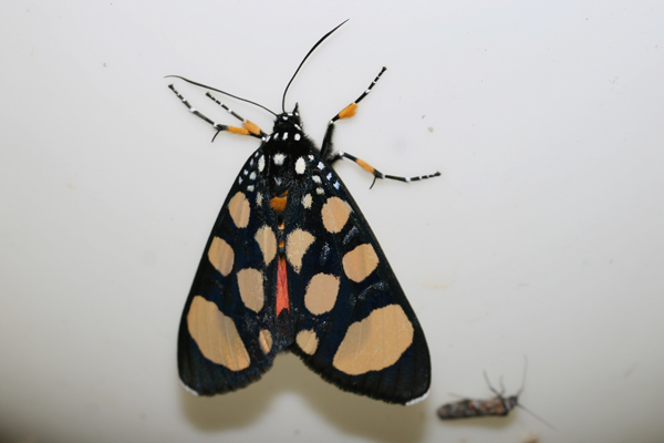 /filer/webapps/moths/media/images/S/superba_Heraclia_A_Roland_03.jpg