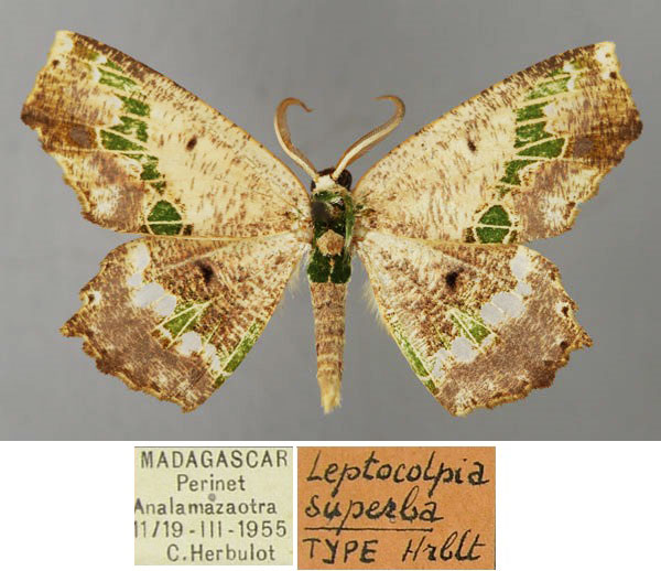/filer/webapps/moths/media/images/S/superba_Leptocolpia_HT_ZSM_01.jpg