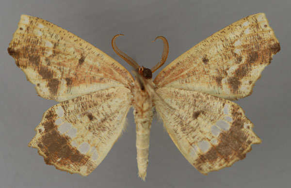 /filer/webapps/moths/media/images/S/superba_Leptocolpia_HT_ZSM_02.jpg