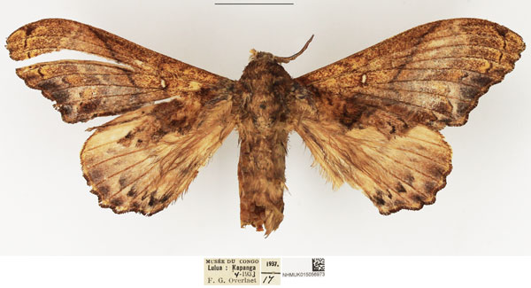 /filer/webapps/moths/media/images/S/superba_Odontogama_AF_NHMUK.jpg
