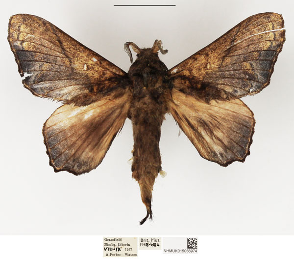 /filer/webapps/moths/media/images/S/superba_Odontogama_AM_NHMUK_01.jpg