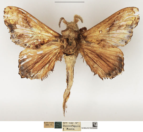 /filer/webapps/moths/media/images/S/superba_Odontogama_AM_NHMUK_02.jpg