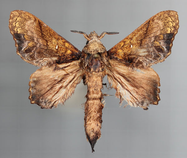 /filer/webapps/moths/media/images/S/superba_Pellecebra_AM_Cipollaa.jpg