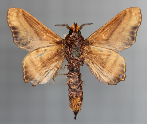 /filer/webapps/moths/media/images/S/superba_Pellecebra_AM_Cipollab.jpg