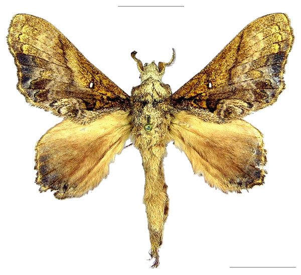 /filer/webapps/moths/media/images/S/superba_Pellecebra_HT_MWM.jpg