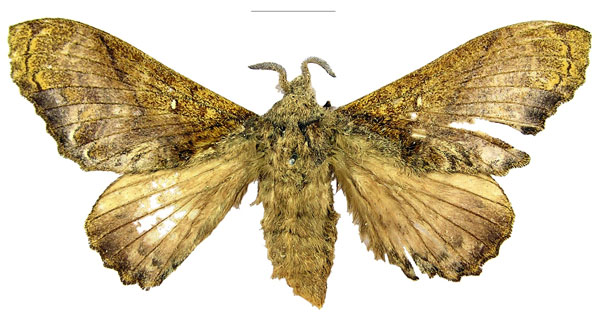 /filer/webapps/moths/media/images/S/superba_Pellecebra_PTF_MNHN.jpg