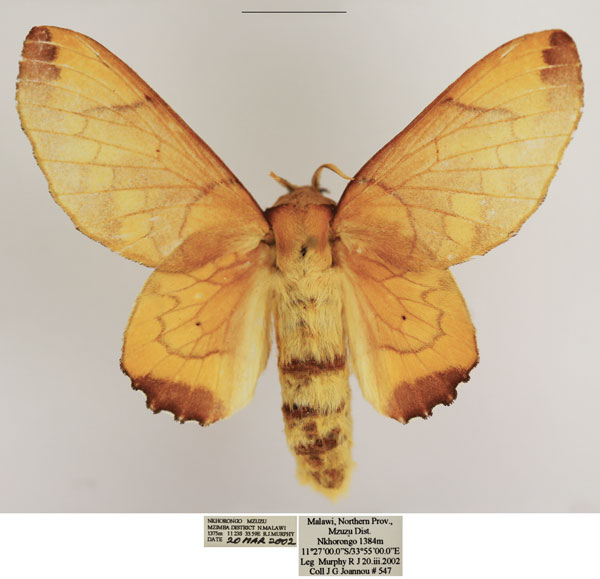 /filer/webapps/moths/media/images/S/superba_Theophasida_AF_TMSA.jpg
