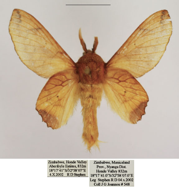 /filer/webapps/moths/media/images/S/superba_Theophasida_AM_TMSA_01.jpg