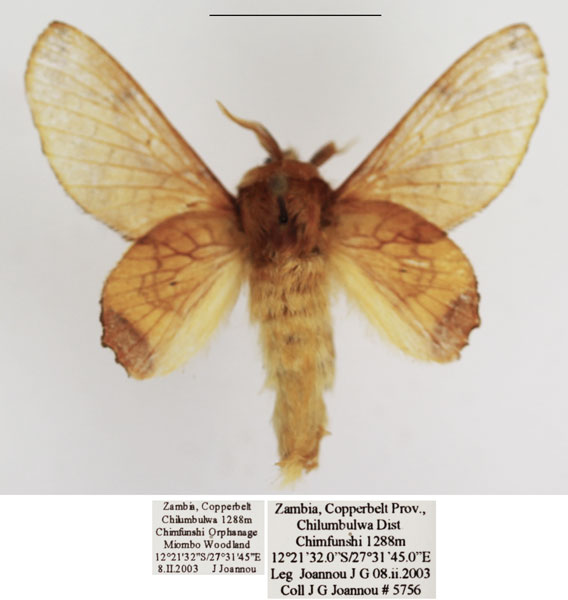 /filer/webapps/moths/media/images/S/superba_Theophasida_AM_TMSA_02.jpg